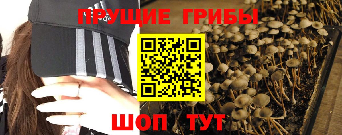 Галлюциногенные грибы GOLDEN TEACHER Грязи